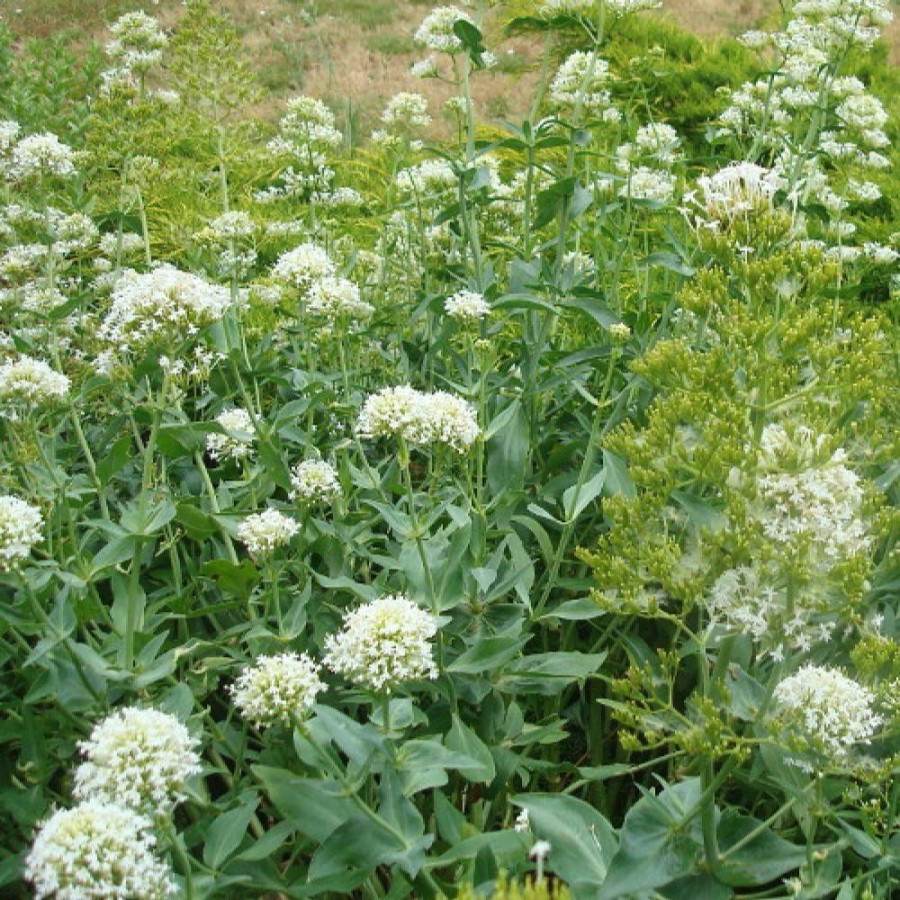 Plantes Vivaces CENTRANTHUS ruber 'Albus' - Valériane des jardins en vente - Pépinière Lepage .