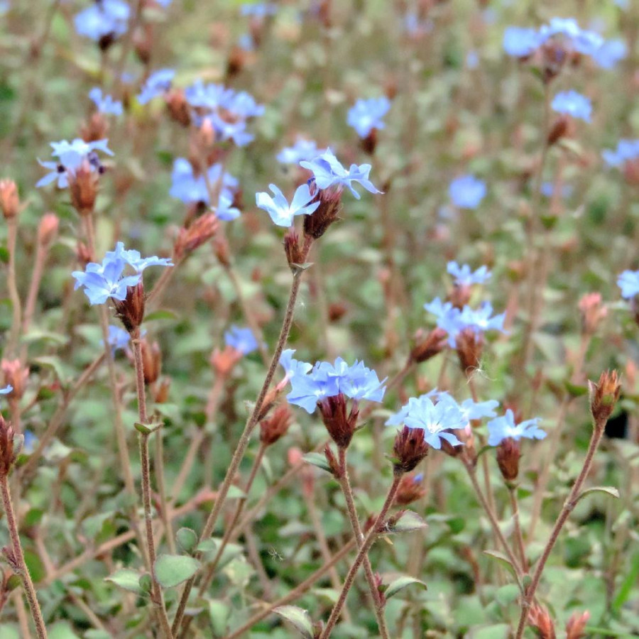Plantes Vivaces CERATOSTIGMA griffithii - Plumbago en vente - Dentelaire en vente - Pépinière Lepage .