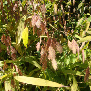 Plantes Vivaces CHASMANTHIUM latifolium en vente - Pépinière Lepage .