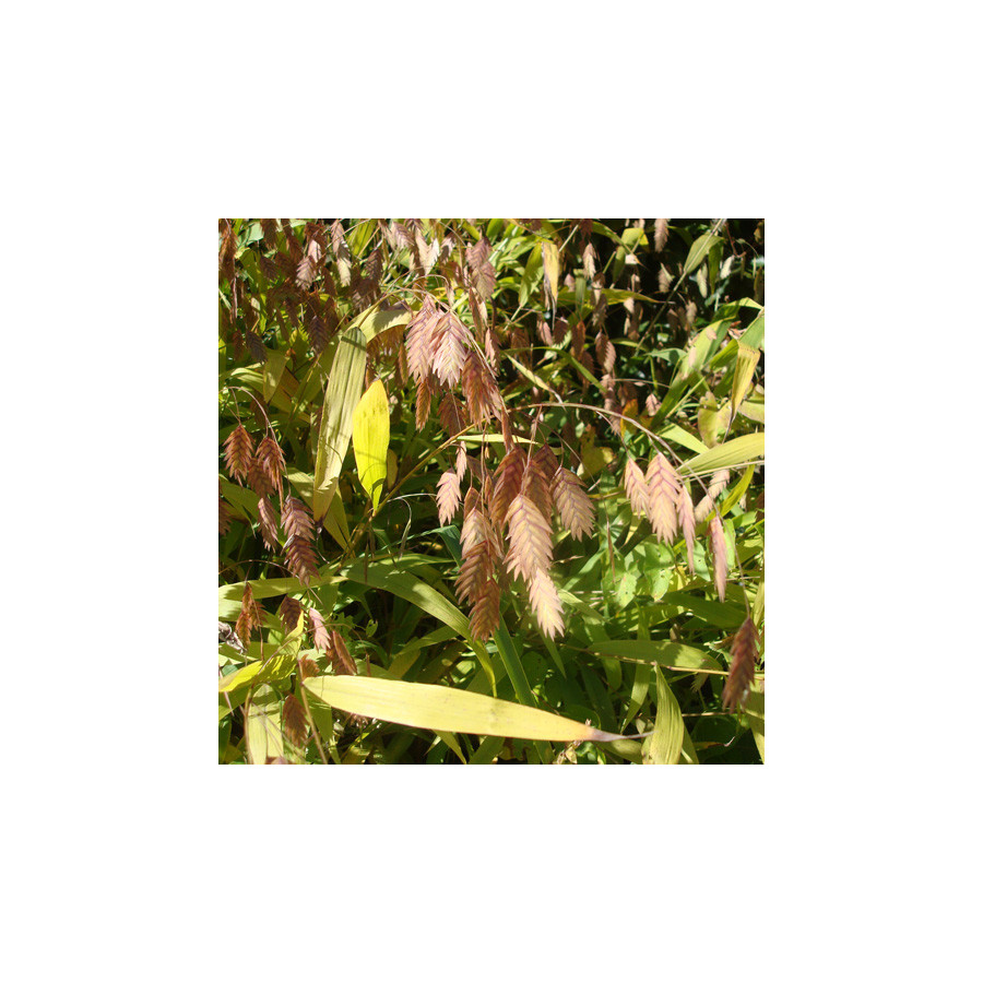 Plantes Vivaces CHASMANTHIUM latifolium en vente - Pépinière Lepage .