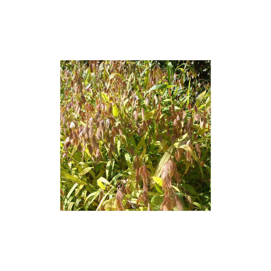 Plantes Vivaces CHASMANTHIUM latifolium en vente - Pépinière Lepage .