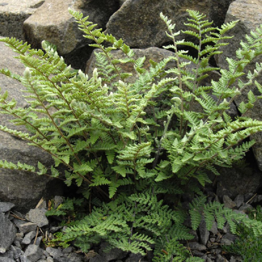 CHEILANTHES lanosa