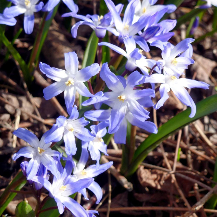 Plantes Vivaces CHIONODOXA  luciliae - Gloire des Neiges en vente - Pépinière Lepage .