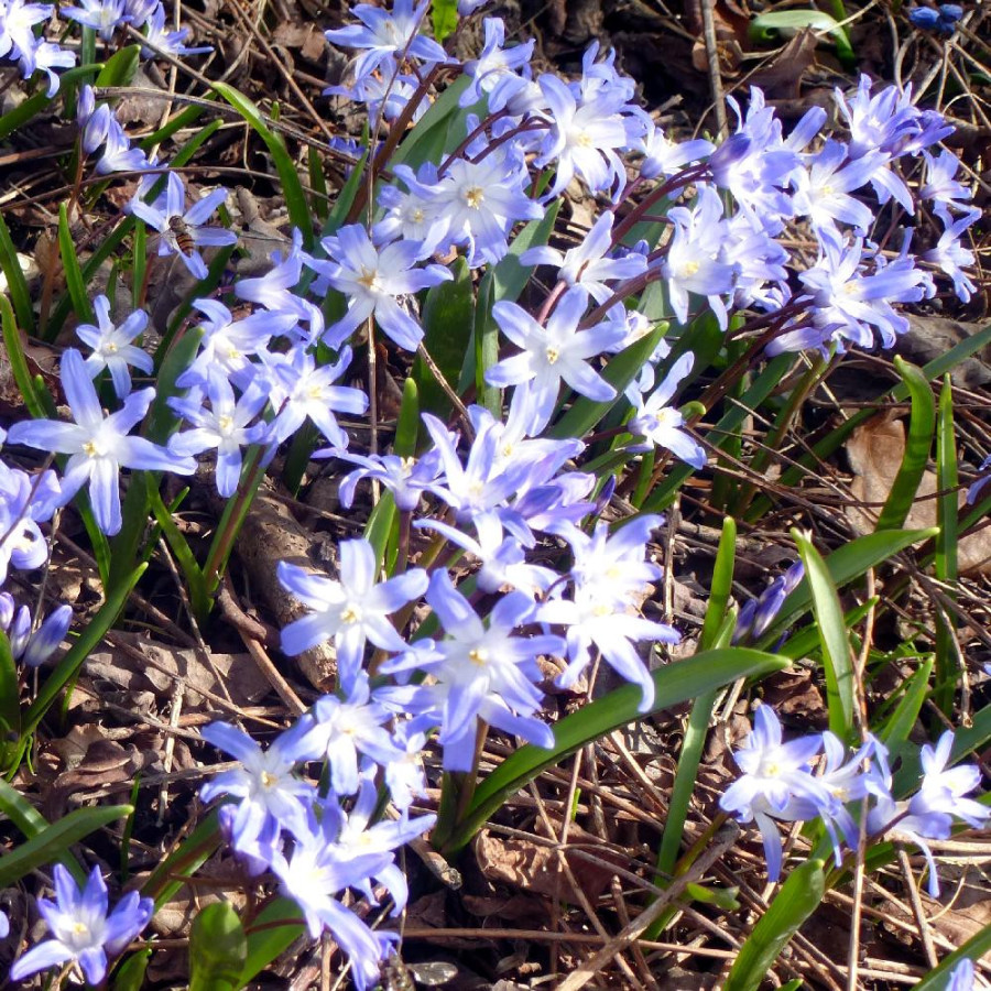 Plantes Vivaces CHIONODOXA  luciliae - Gloire des Neiges en vente - Pépinière Lepage .