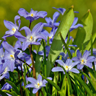Plantes Vivaces CHIONODOXA forbesii  - Gloire des Neiges en vente - Pépinière Lepage .