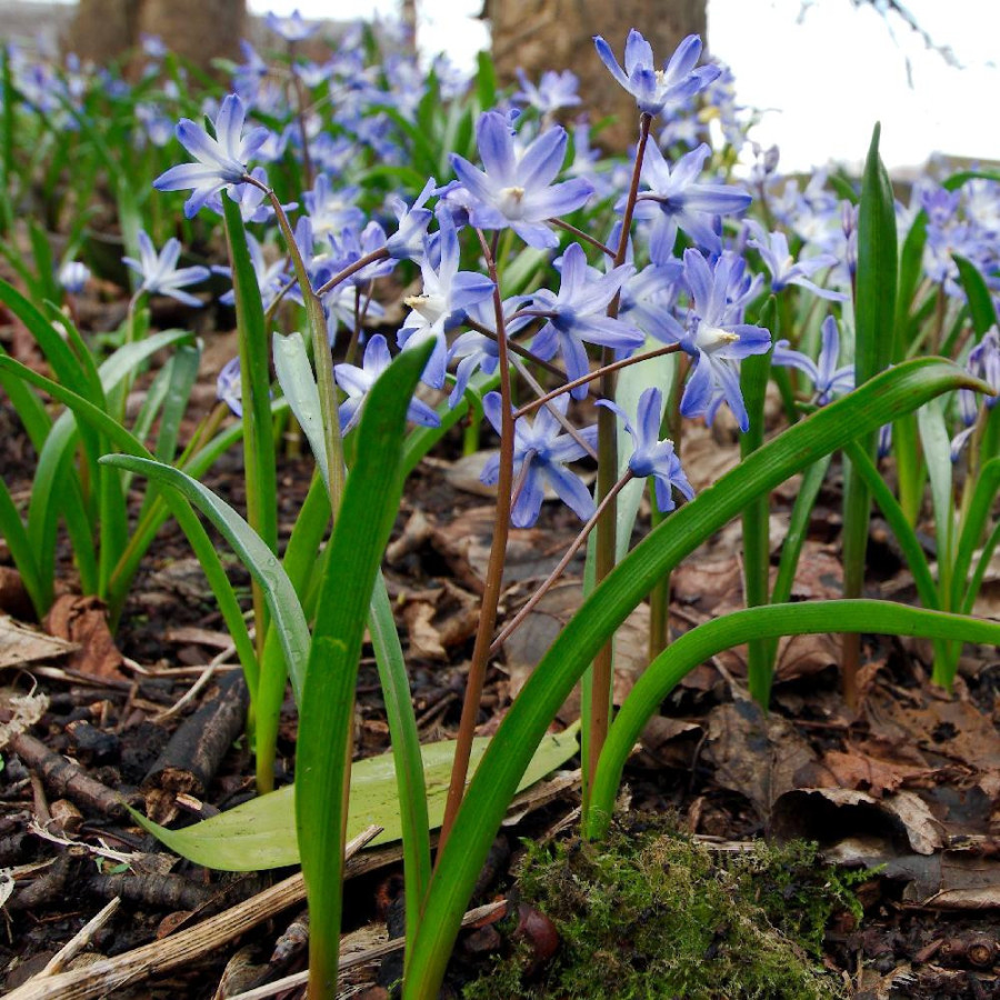 Plantes Vivaces CHIONODOXA forbesii  - Gloire des Neiges en vente - Pépinière Lepage .