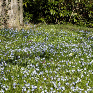Plantes Vivaces CHIONODOXA forbesii  - Gloire des Neiges en vente - Pépinière Lepage .