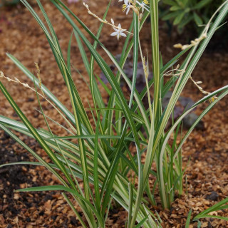 Plantes Vivaces CHLOROPHYTUM saundersiae 'Starlight' ® en vente - Pépinière Lepage .
