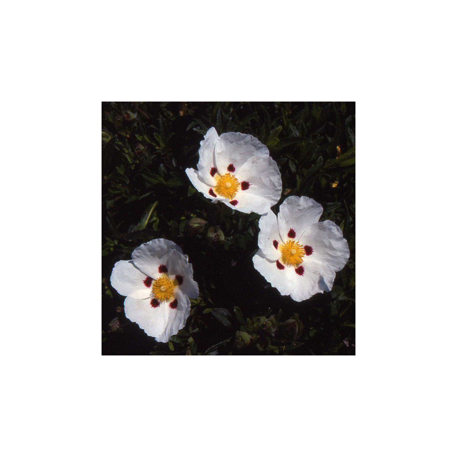 Plantes Vivaces CISTUS aguilarii 'Maculatus' - Ciste en vente - Pépinière Lepage .