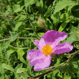 Plantes Vivaces CISTUS incanus ssp. tauricus - Ciste en vente - Pépinière Lepage .