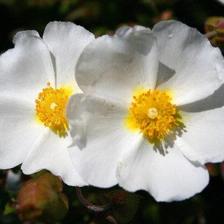 Plantes Vivaces CISTUS monspeliensis - Ciste de Montpellier en vente - Pépinière Lepage .