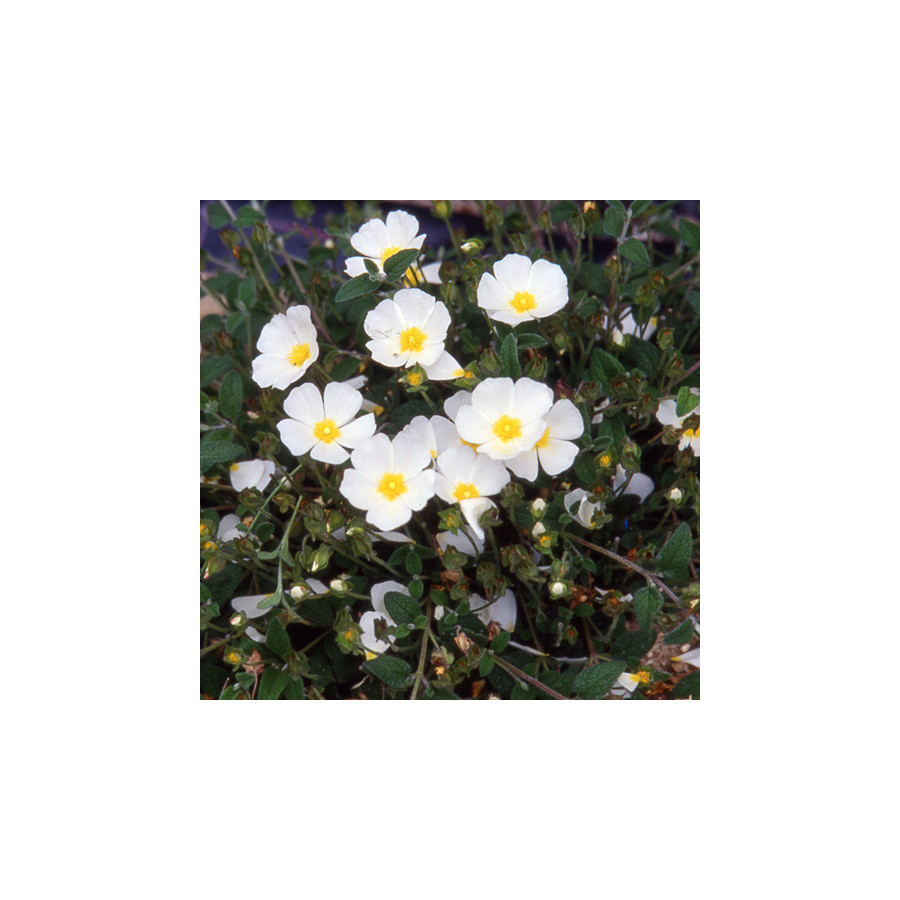 Plantes Vivaces CISTUS obtusifolius - Ciste en vente - Pépinière Lepage .