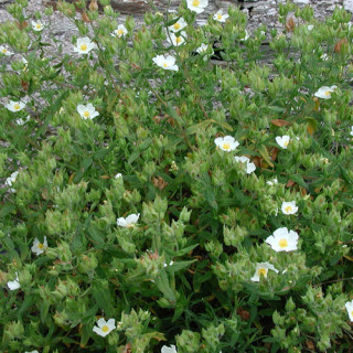 Plantes Vivaces CISTUS psilosepalus - Ciste en vente - Pépinière Lepage .