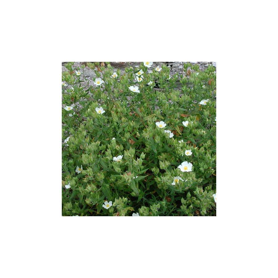 Plantes Vivaces CISTUS psilosepalus - Ciste en vente - Pépinière Lepage .
