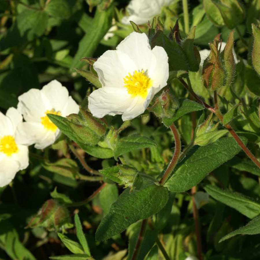 Plantes Vivaces CISTUS psilosepalus - Ciste en vente - Pépinière Lepage .