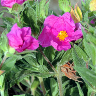 Plantes Vivaces CISTUS pulverulentus - Ciste en vente - Pépinière Lepage .