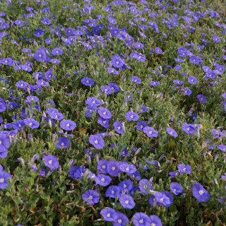 Plantes Vivaces CONVOLVULUS 'Blue Cascade' en vente - Pépinière Lepage .