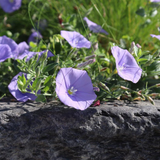 Plantes Vivaces CONVOLVULUS sabatius - Liseron de Mauritanie en vente - Pépinière Lepage .