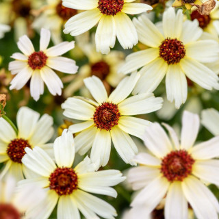 COREOPSIS 'Fool's Gold'