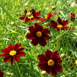 Plantes Vivaces COREOPSIS 'Mercury Rising' - Coréopsis  en vente - Pépinière Lepage .