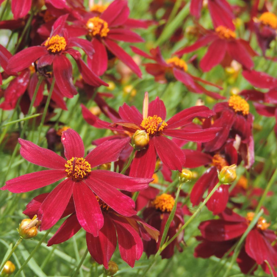 Plantes Vivaces COREOPSIS 'Red Satin' - Coréopsis en vente - Pépinière Lepage .