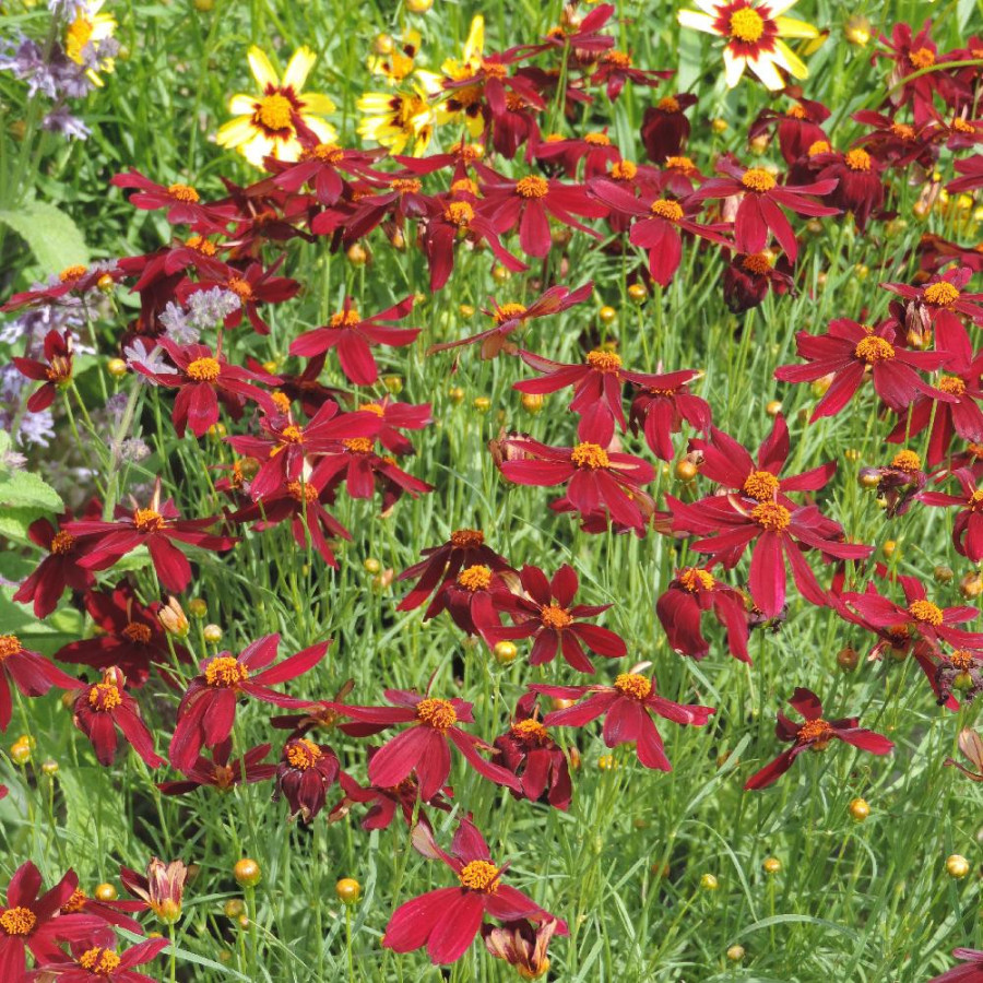 Plantes Vivaces COREOPSIS 'Red Satin' - Coréopsis en vente - Pépinière Lepage .