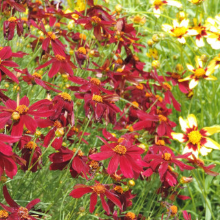 Plantes Vivaces COREOPSIS 'Red Satin' - Coréopsis en vente - Pépinière Lepage .