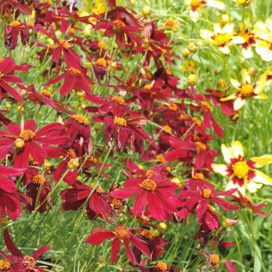 Plantes Vivaces COREOPSIS 'Red Satin' - Coréopsis en vente - Pépinière Lepage .