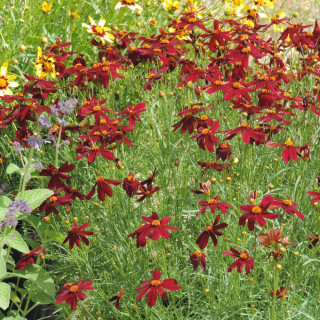 Plantes Vivaces COREOPSIS 'Red Satin' - Coréopsis en vente - Pépinière Lepage .