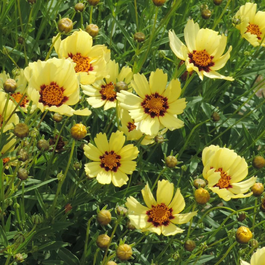 Plantes Vivaces COREOPSIS 'Redshift' - Coréopsis en vente - Pépinière Lepage .