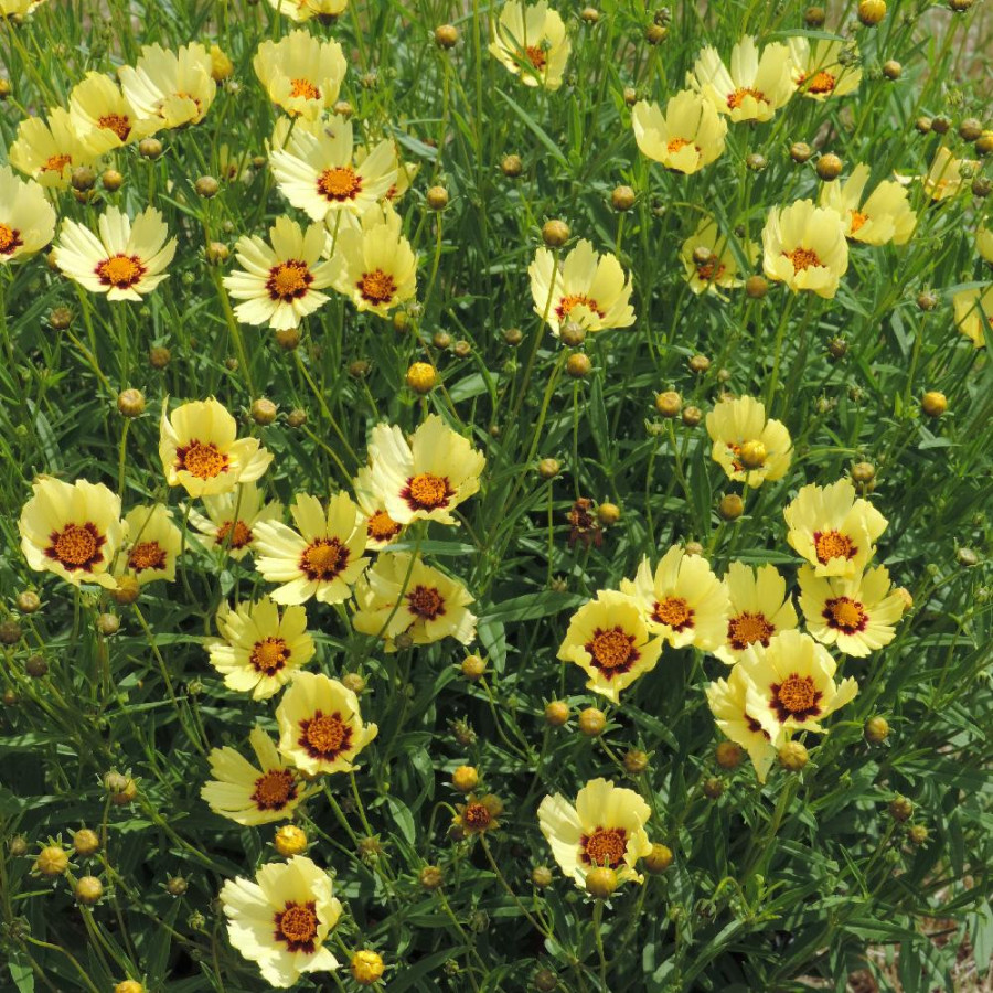 Plantes Vivaces COREOPSIS 'Redshift' - Coréopsis en vente - Pépinière Lepage .