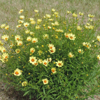 Plantes Vivaces COREOPSIS 'Redshift' - Coréopsis en vente - Pépinière Lepage .