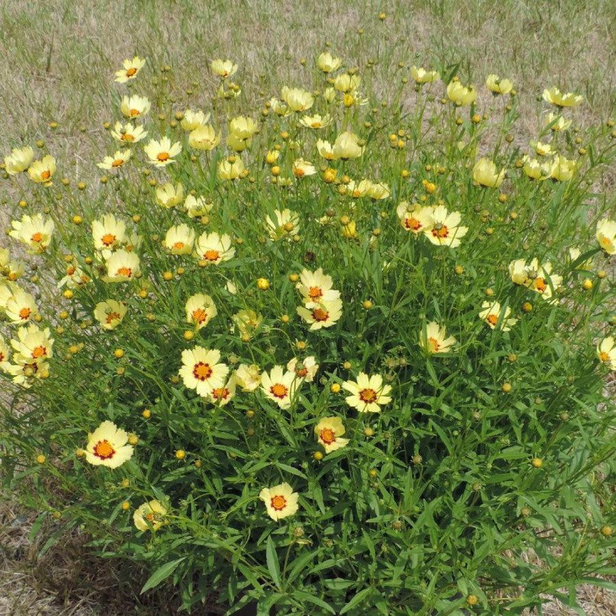Plantes Vivaces COREOPSIS 'Redshift' - Coréopsis en vente - Pépinière Lepage .