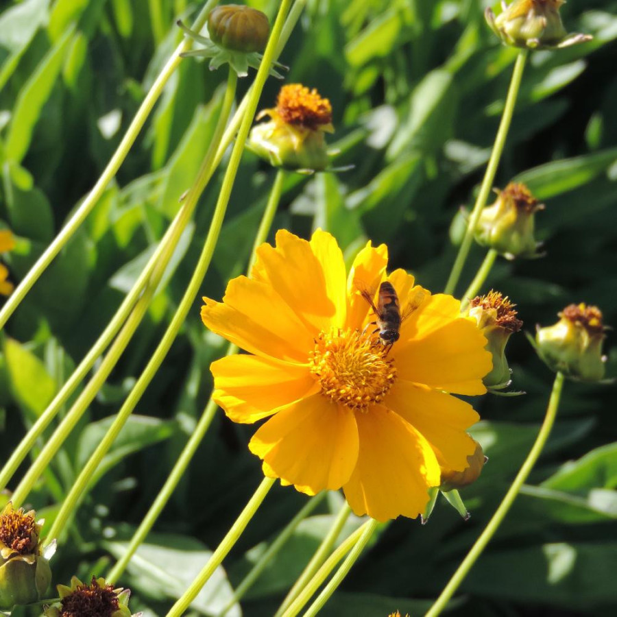 Plantes Vivaces COREOPSIS grandiflora 'Badengold' - Coréopsis à grandes fleurs en vente - Pépinière Lepage .
