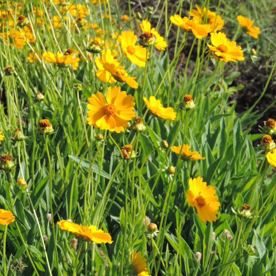 Plantes Vivaces COREOPSIS grandiflora 'Badengold' - Coréopsis à grandes fleurs en vente - Pépinière Lepage .