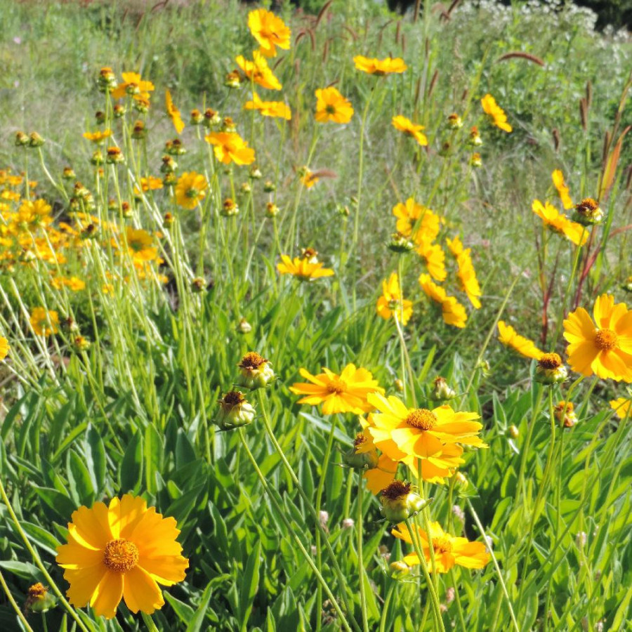 Plantes Vivaces COREOPSIS grandiflora 'Badengold' - Coréopsis à grandes fleurs en vente - Pépinière Lepage .