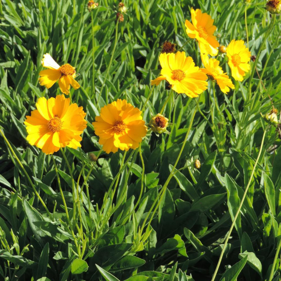 Plantes Vivaces COREOPSIS grandiflora 'Badengold' - Coréopsis à grandes fleurs en vente - Pépinière Lepage .