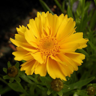 Plantes Vivaces COREOPSIS grandiflora 'Sunray' - Coréopsis à grandes fleurs en vente - Pépinière Lepage .