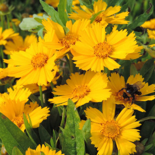 Plantes Vivaces COREOPSIS lanceolata 'Goldfink' - Coréopsis lancéolé en vente - Pépinière Lepage .