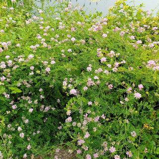 CORONILLA varia