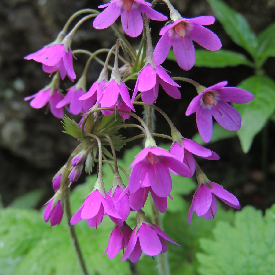 CORTUSA matthioli