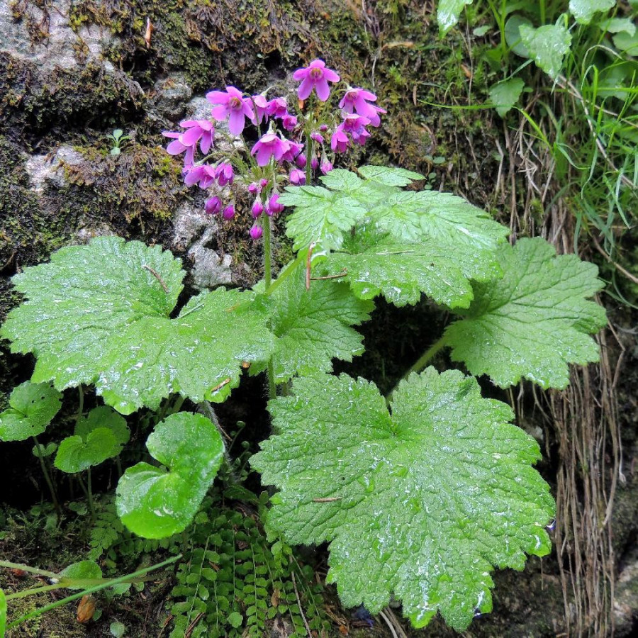 CORTUSA matthioli