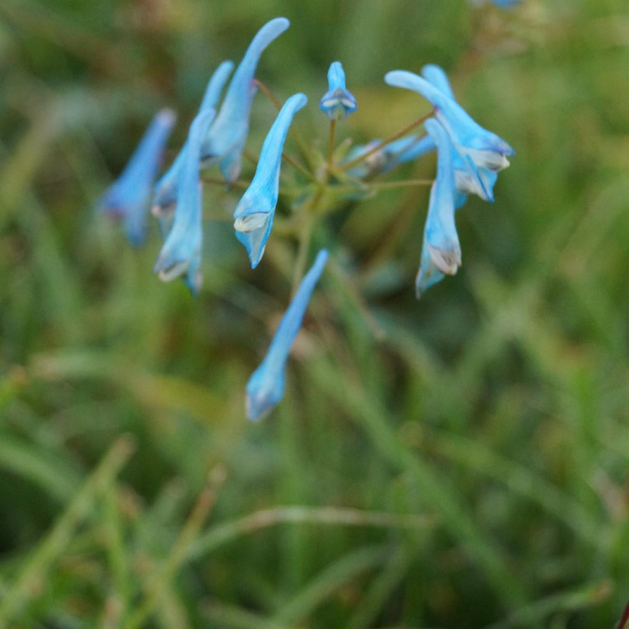 Plantes Vivaces CORYDALIS flexuosa 'Porcelain Blue' ® en vente - Pépinière Lepage .