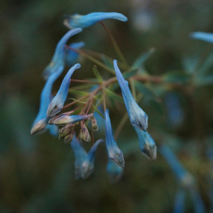 Plantes Vivaces CORYDALIS flexuosa 'Porcelain Blue' ® en vente - Pépinière Lepage .