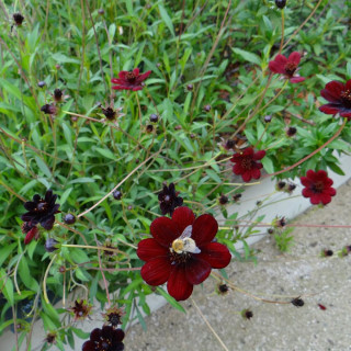 Plantes Vivaces COSMOS atrosanguineus 'Black Magic' - Cosmos chocolat en vente - Pépinière Lepage .