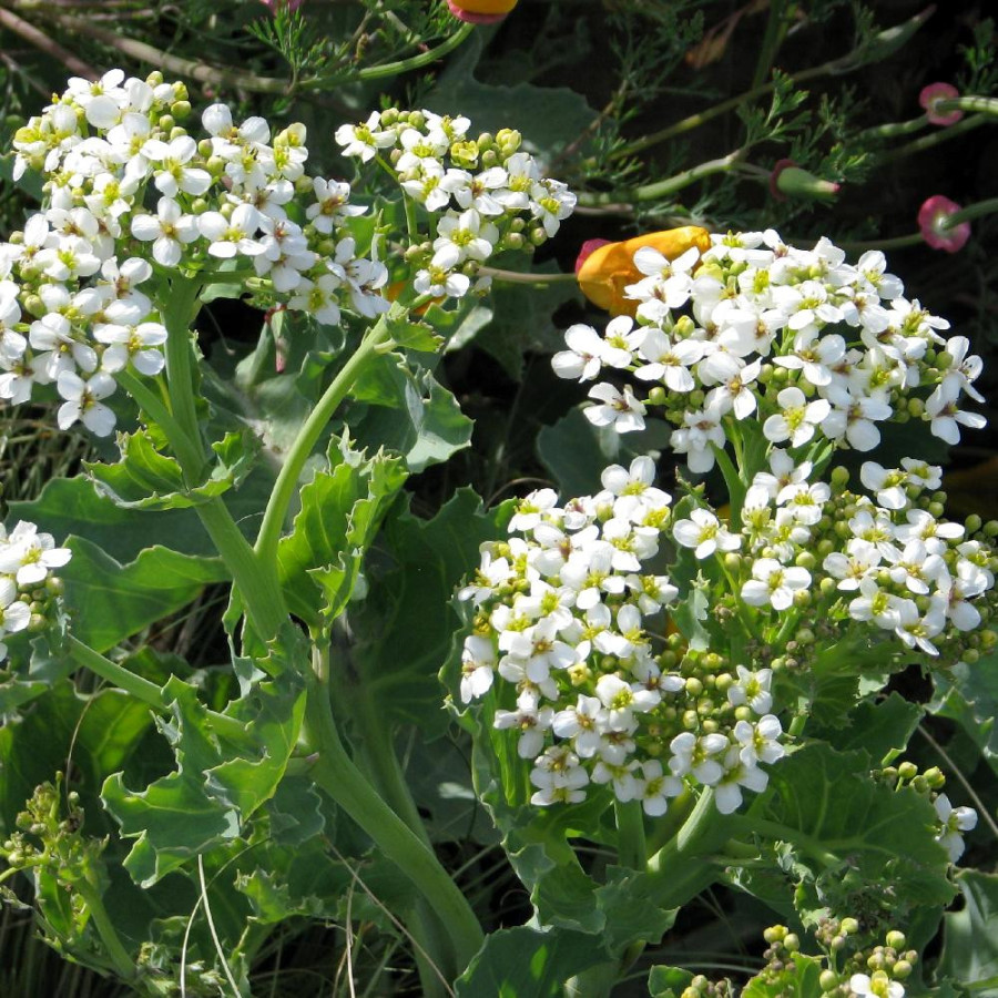 Plantes Vivaces CRAMBE maritima - Chou marin en vente - Pépinière Lepage .
