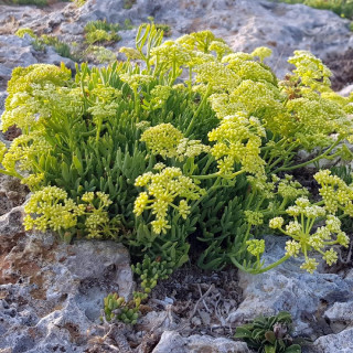 Plantes Vivaces CRITHMUM maritimum - Criste marine en vente - Perce-pierre en vente - Pépinière Lepage .
