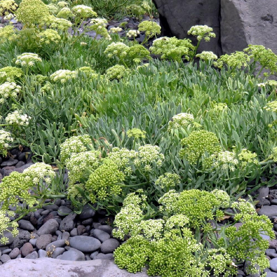 Plantes Vivaces CRITHMUM maritimum - Criste marine en vente - Perce-pierre en vente - Pépinière Lepage .