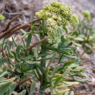 Plantes Vivaces CRITHMUM maritimum - Criste marine en vente - Perce-pierre en vente - Pépinière Lepage .