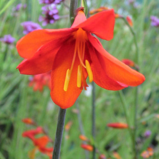 Plantes Vivaces CROCOSMIA 'Babylon' - Montbretia en vente - Pépinière Lepage .